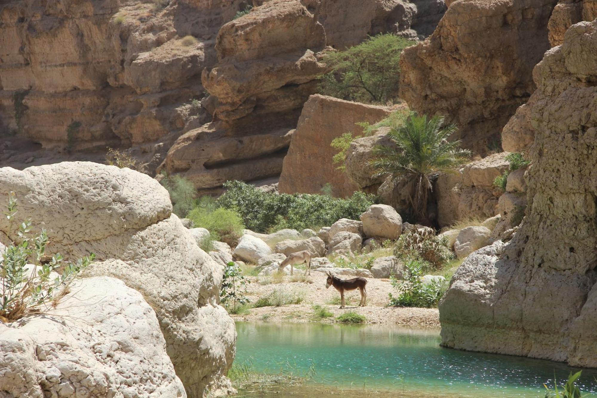 Maison d'hôtes Wadi Shab Tiwi